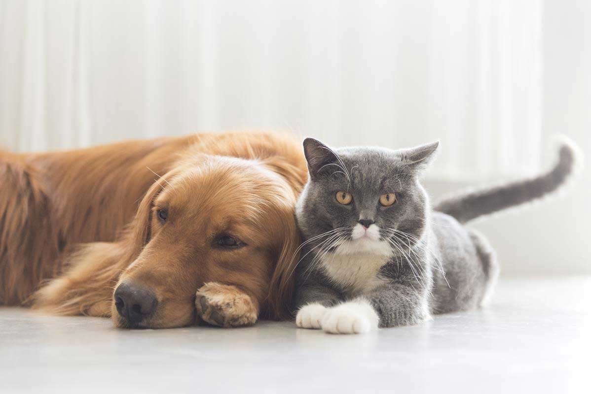 about our veterinary practice  Thousand Oaks, CA