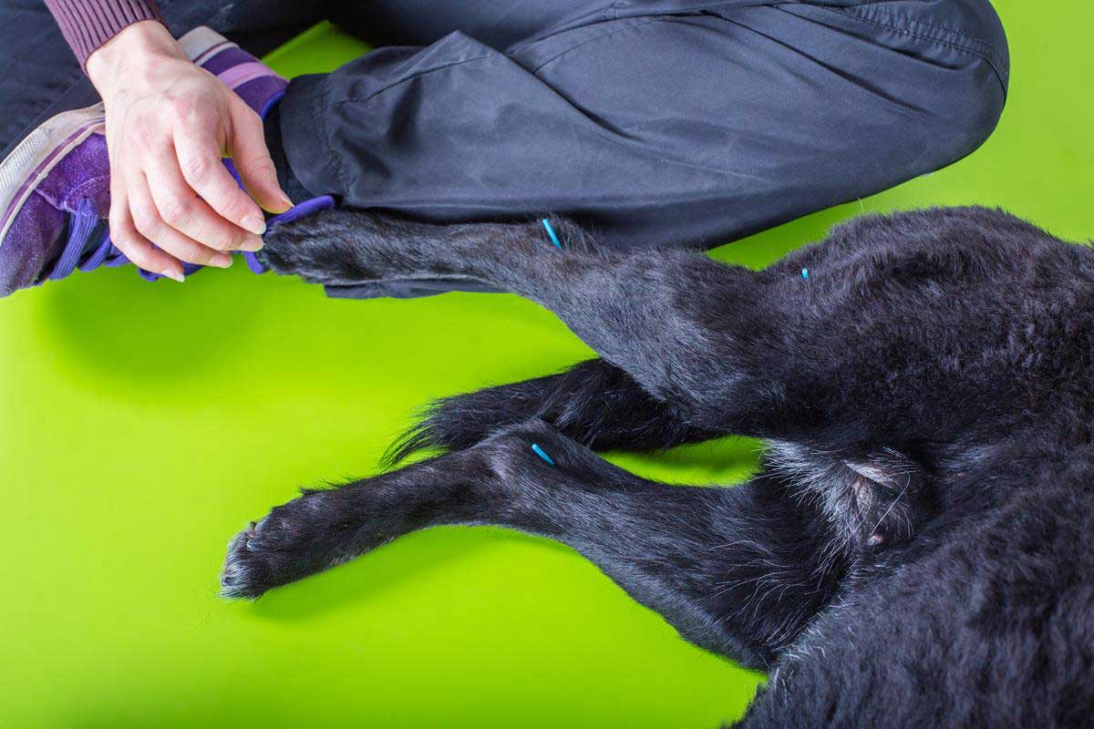 Veterinary Acupuncture