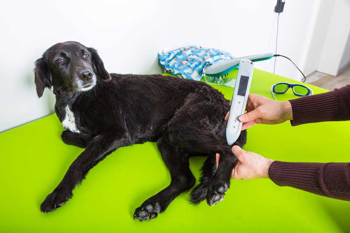 Cold Laser Therapy